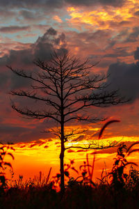 Silhouette bare tree on field against romantic sky at sunset