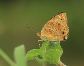 Close-up of butterfly perching on plant