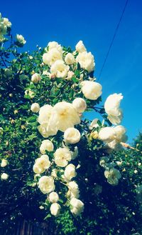 Close-up of white flowers blooming against sky