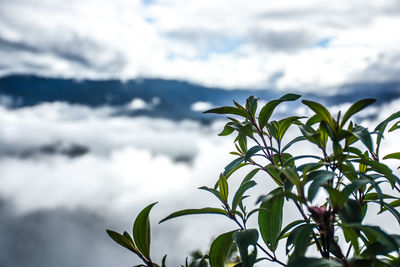 Low angle view of plant against sky