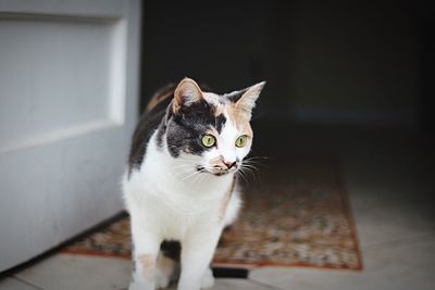 Close-up of cat looking away while standing at home