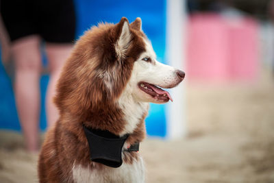 Husky dog close up on summer sandy beach. cute funny siberian husky sled dog sitting on beach