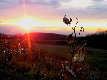 Plants growing on land against sky during sunset