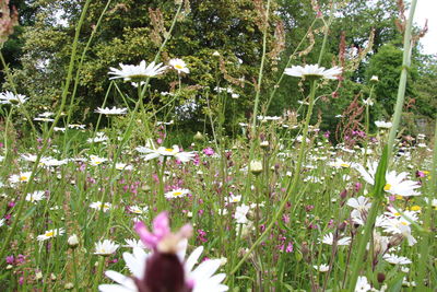 Flowers blooming outdoors