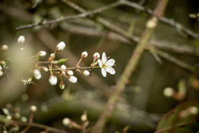 Close-up of white cherry blossoms in spring