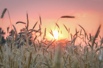 Plants growing on field at sunset