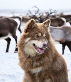 Close-up of a dog