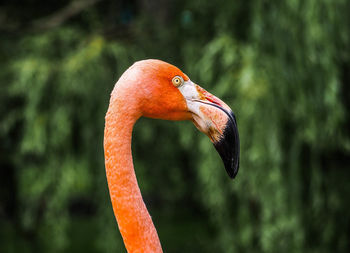 Close-up of flamingo