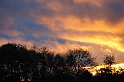 Silhouette plants against dramatic sky during sunset