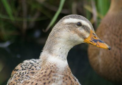 Close-up of bird