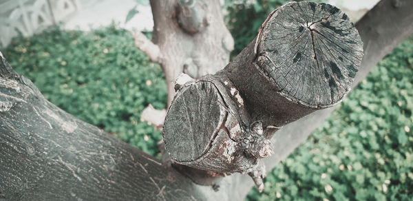 Close-up of tree trunk