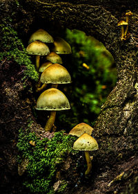 Close-up of mushrooms growing on tree trunk in forest