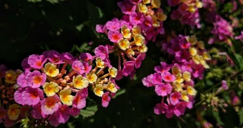 Close-up of bumblebee on purple flowers