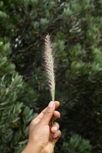 Close-up of hand holding plant