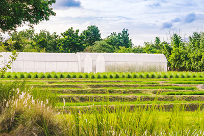 Scenic view of agricultural field against sky