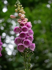 Close-up of flowering plant