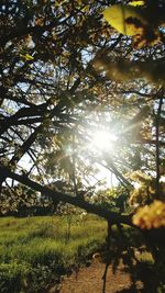 Low angle view of trees against sky