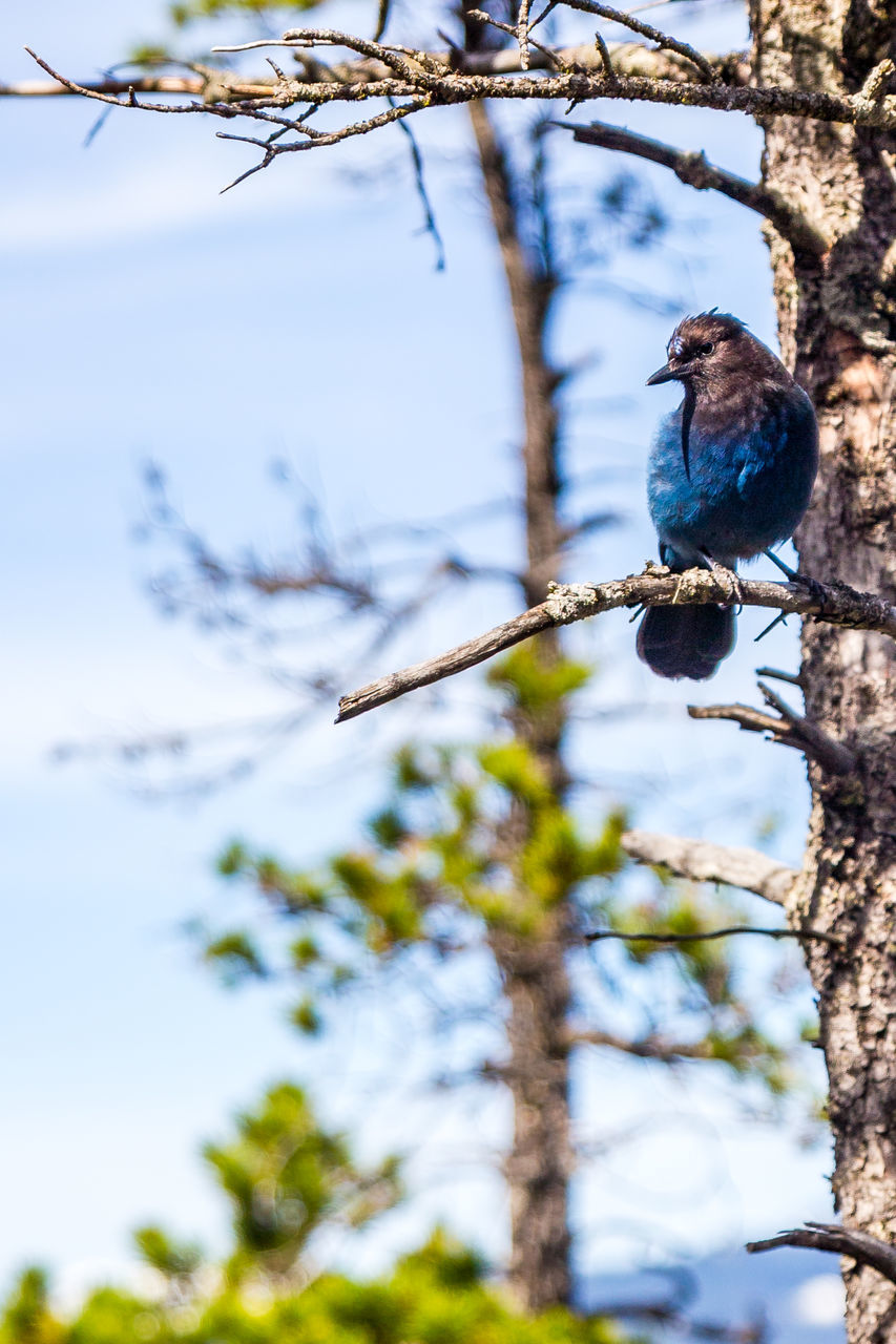 LOW ANGLE VIEW OF BIRD PERCHING ON BRANCH