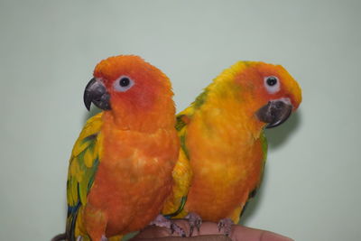 Close-up of parrot