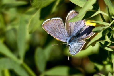 Close-up of butterfly on flower