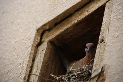 Low angle view of an animal representation on wall