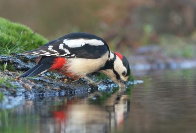 Close-up of bird drinking water from lake