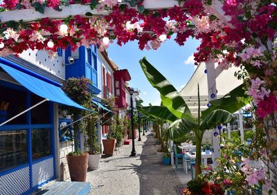 View of flowering plants and buildings against sky