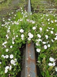 High angle view of white flowering plants on field