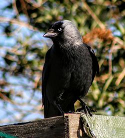 Close-up of bird perching on railing