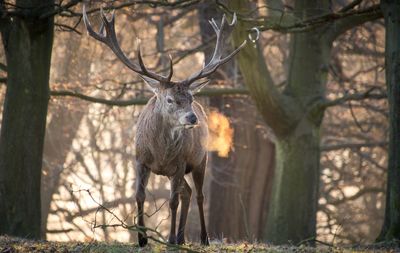 Deer in forest