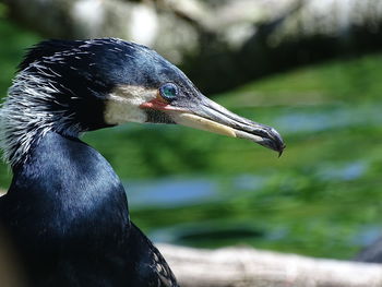 Close-up of a bird