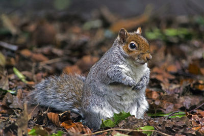 Close-up of squirrel on field