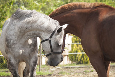 Horse in field