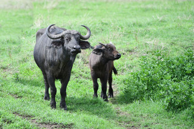 Buffaloes standing on grassy land