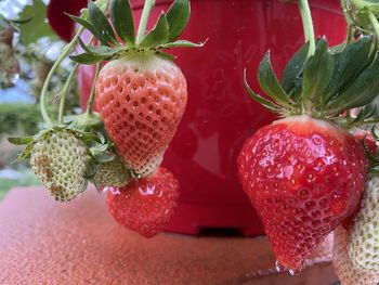 Close-up of strawberries