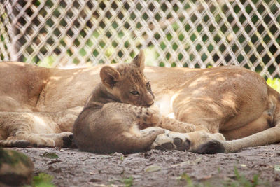 Baby african lion cub panthera leo nursing from its mother lioness.