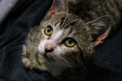 Close-up portrait of a cat