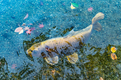 High angle view of golden carp swimming in pond during autumn