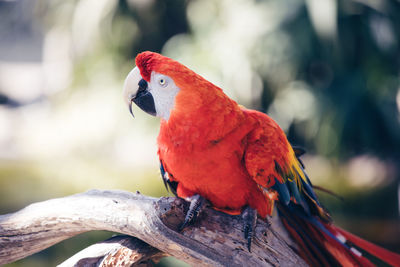 Amazon rainforest exotic parrot - scarlet macaw close up