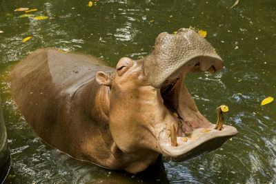 Horse in a lake