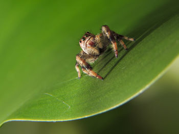 Close-up of spider on leaf