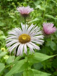 Close-up of fresh white flowers