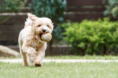 Close-up of dog carrying ball in mouth while walking on grassy field