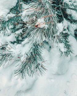 Close-up of pine tree during winter