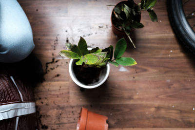 High angle view of potted plant on table