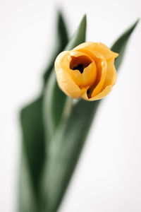 Close-up of yellow rose against white background