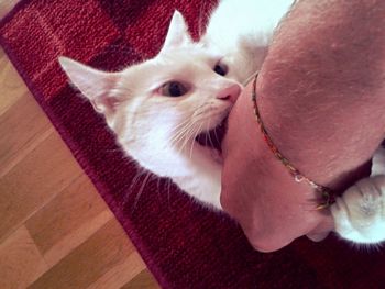 High angle view of cat biting on doormat at home