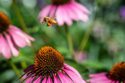 Honey bee flying over flowers in garden