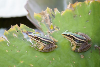 High angle view of frogs on leaf