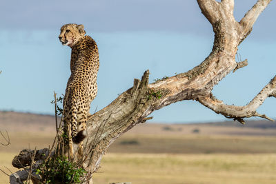 Cheetah on tree trunk against sky